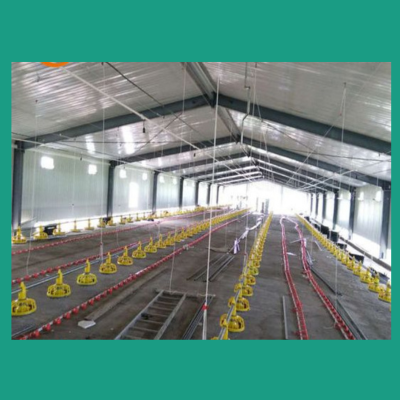 PEB Poualtry shed